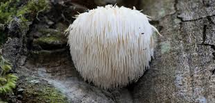 <p><span><span>Lion's Mane</span></span></p>