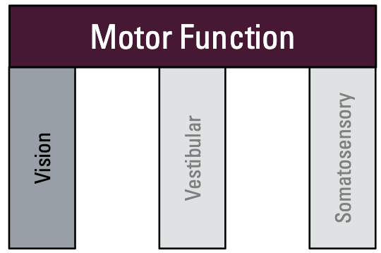 <p>Retina → Thalamus → Primary visual cortex</p><ul><li><p>“maps” and processes visual information</p></li><li><p>Complex integration of parallel sensors and processing (colour, shape, motion, etc.)</p></li></ul><p></p>