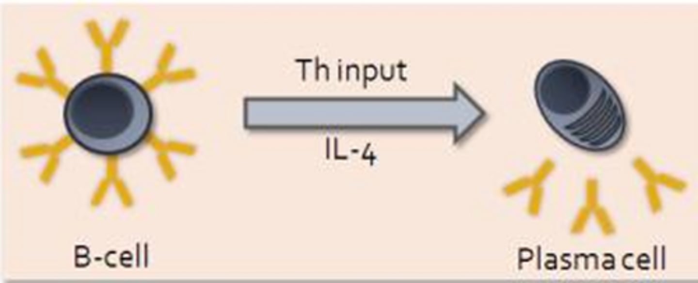 <p>- Largely found in: Spleen; MALT; Lymph nodes (secondary lymphoid tissues)</p><p>- Abundant in the germinal centers of lymph nodes, where B-cells undergo rapid differentiation and proliferation following immune activation </p><p>- Differentiate into plasma cells (B-cells with the aid of helper T-cell input and IL-4 will primarily differentiate into antibody secreting plasma cells)</p><p>- Plasma cells = Produce antibodies which compromise the body's humoral response (some plasma cells migrate and contribute to local antibody production)</p><p>- Secrete soluble antibodies (humoral) </p><p>- Attack from near or afar (Many plasma cells tend to stay within the secondary lymphoid tissues, where they can safely strike at pathogens from afar)</p>