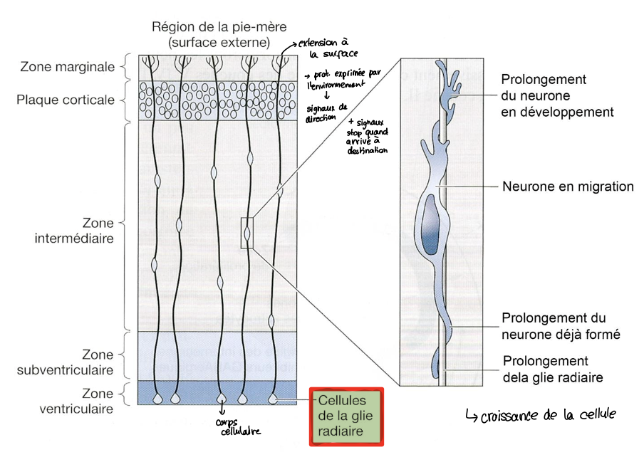 <p>→ mouvement de la cellule <span>⇒ équilibre des signaux </span><br><span>→ cortex en construction</span></p>