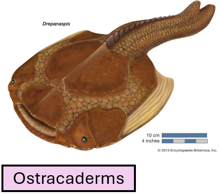 <ul><li><p><span><span>The </span><strong><span>dermal plates</span></strong><span> of ostracoderms + placoderms provide protection from predators</span></span></p></li><li><p><span><span>These large sheets of </span><strong><span>enamel </span></strong><span>were inflexible, limiting movement</span></span></p></li></ul><p></p>