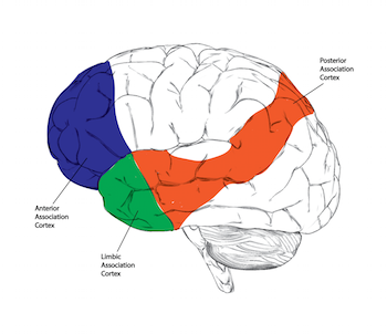 <p><span style="color: red;">areas of the celebral cortex that are involved in <strong>higher mental functions </strong></span></p>