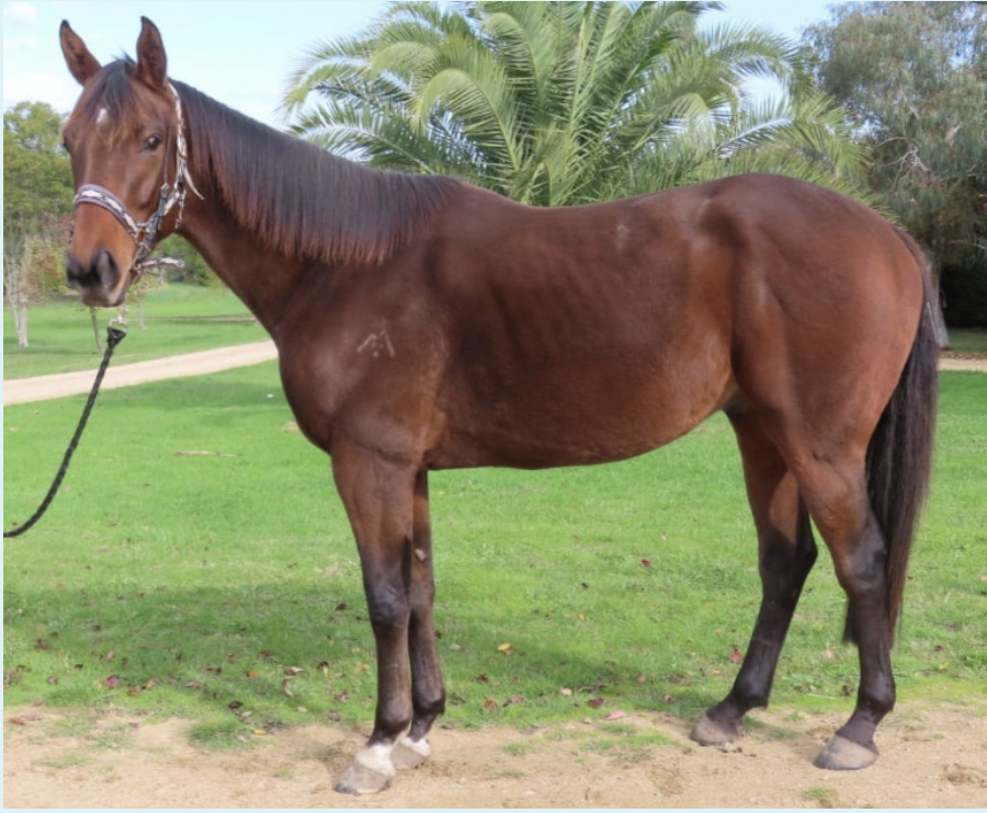 <p>Horse colour</p>