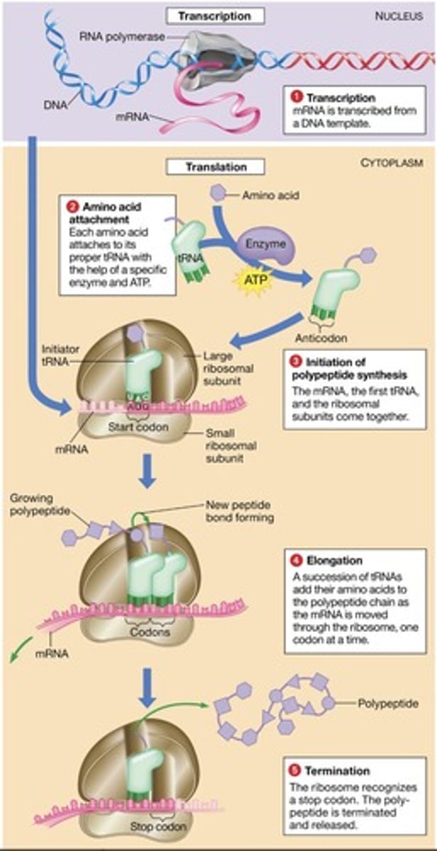<p>RNA polymerase reads a gene's DNA sequence and synthesizes a complementary messenger RNA (mRNA).</p>