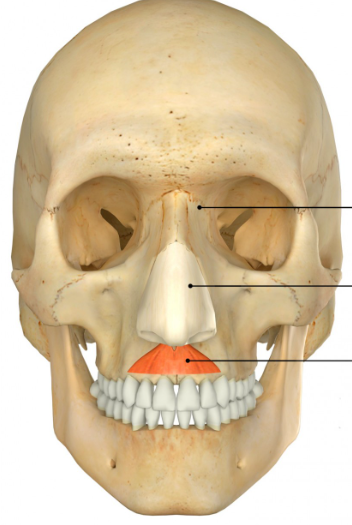 <p><span style="color: red"><strong>O: </strong></span>Incisive fossa of maxilla</p><p><span style="color: red"><strong>I: </strong></span>Septum &amp; alar cartilage of nose</p><p><span style="color: red"><strong>N: </strong></span>Facial nerve (CN VII)</p><p><span style="color: red"><strong>A: </strong></span>Constricts nostrils</p>