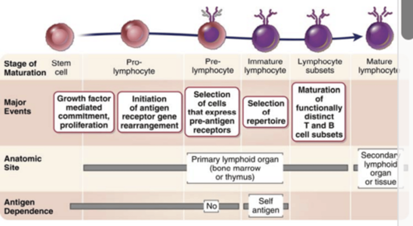 <p>Commitment of <strong><span class="bgB">progenitor cells</span></strong> to the <strong>B lymphoid</strong> or <strong>T lymphoid lineage</strong> </p>