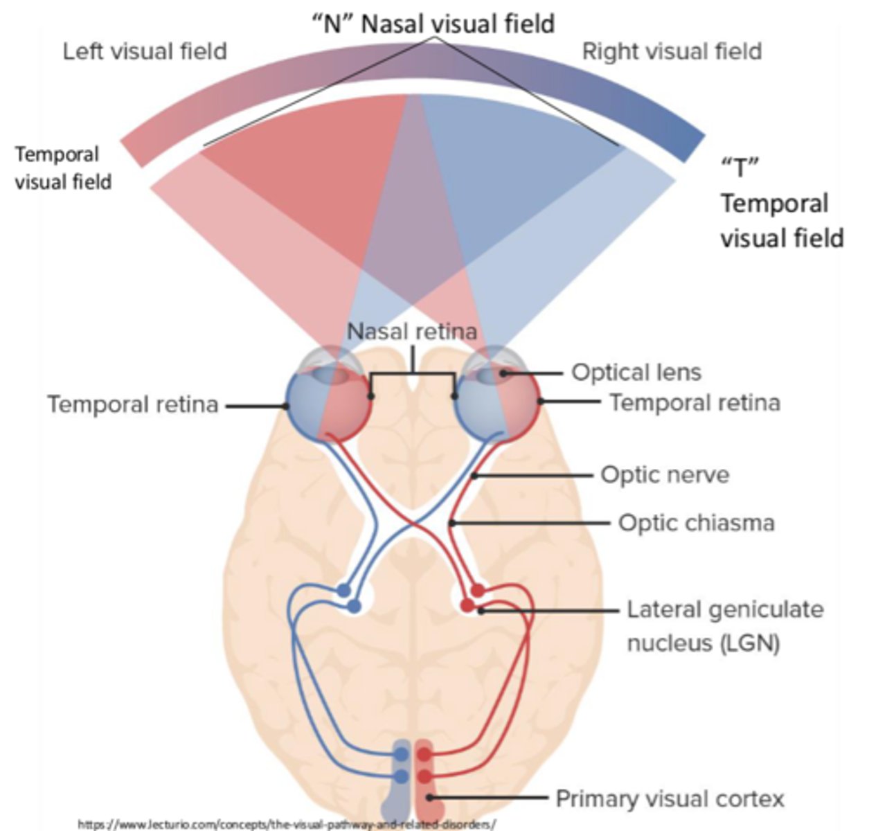 <p>Nasal retina</p>