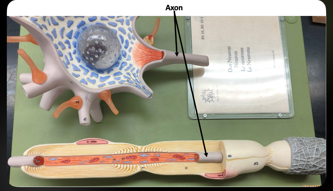 <p>Conducts action potentials away from cell body</p>