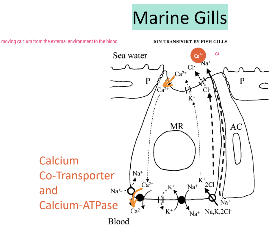 <p>*Calcium transport in marine gills is same as freshwater gills</p><p></p>