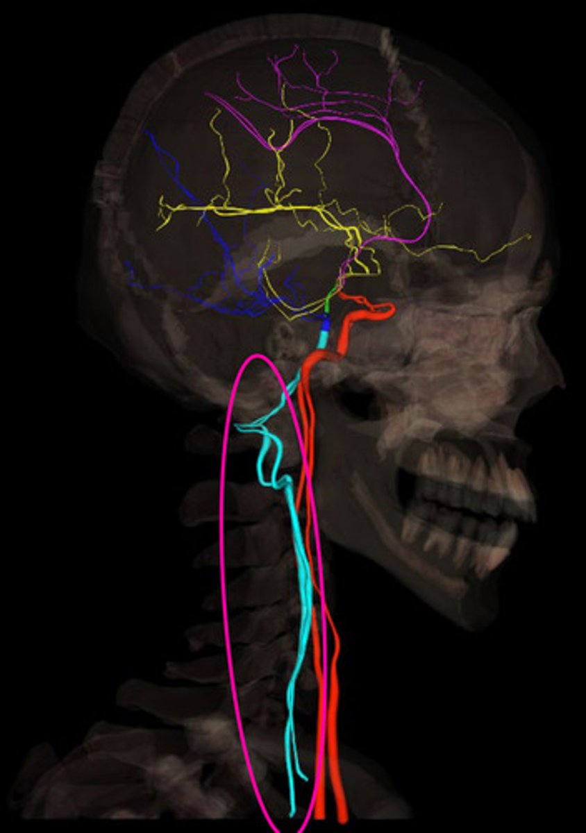 <p>enters through transverse foramina of vertebrae and foramen magnum from common carotid to become the basilar artery</p>