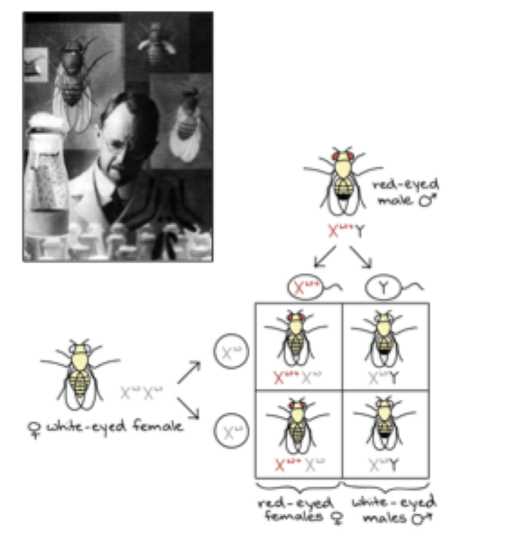 <p>Morgan:</p><p>Fruit fly</p><p>Two diff strains w/ two diff coloured eyes</p><p>Gene = normal is red and mutant is white</p><p>Crosses and white eye female with a red eye male:</p><ul><li><p>When put into a punnet square we can conclude that he will end up with two females with red eyes and two males with red eyes</p></li></ul><p>Gene is linked to the x chromosome</p><p><strong>Why does this happen?</strong></p>