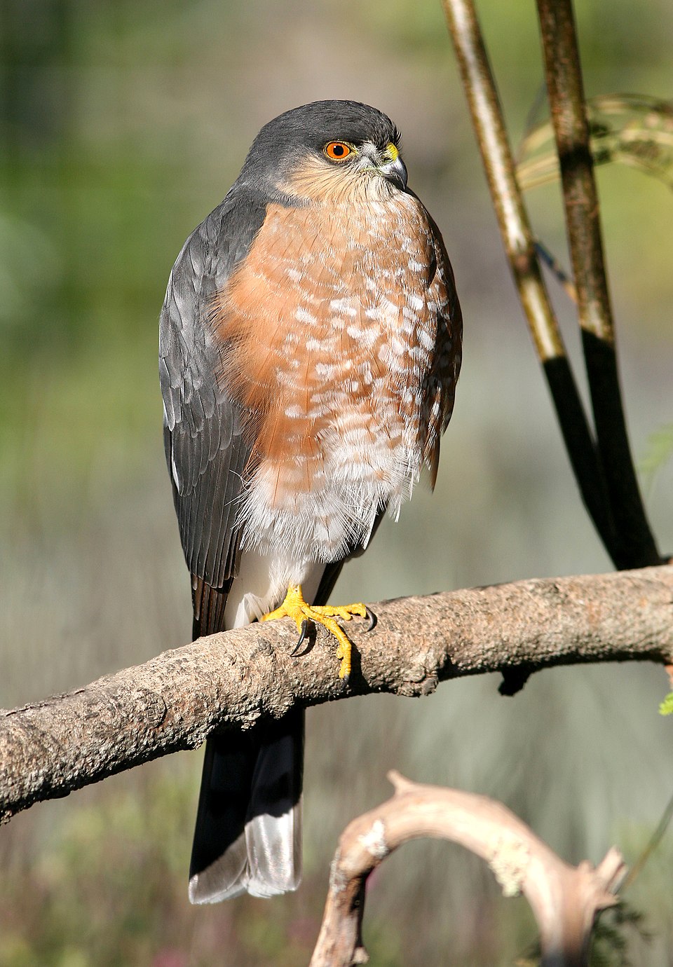 <p>Sharp-shinned Hawk</p>