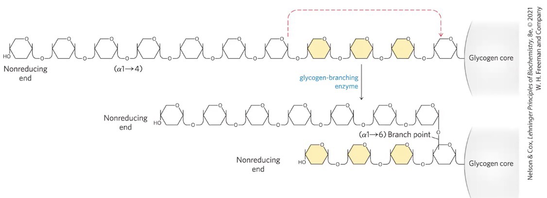 <p>amylo (1→4) to (1→6) <strong>transglycosylase</strong></p>