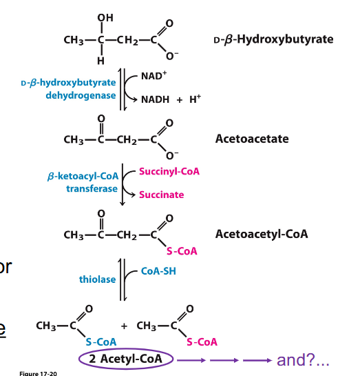 <p>- Ketone bodies reconverted to 2 Acetyl CoA</p><p>- Acetyl CoA enters TCA cycle</p><p>- provides alternate fuel source, e.g for CNS in starvation</p><p>- Liver cannot use ketone bodies (it does not express these dehydrogenases and transferase enzymes)</p>