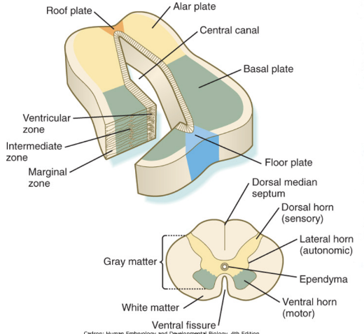 <ul><li><p>Useful prototype for studying the overall structural &amp; functional features of the CNS</p></li><li><p>When we observe the neural tube at the spinal cord level we find the typical arrangement into 3 layers –</p><ul><li><p>Marginal, mantle, and ventricular&nbsp;</p></li><li><p>In the wall of the neural tube at the level of the mantle layer (future grey matter) organizes into a dorsal/posterior territory and basal/anterior territory –</p><ul><li><p>2 Alar plates</p></li><li><p>2 Basal plates</p><ul><li><p>These plates will form the horns</p></li></ul></li></ul></li><li><p>Lumen becomes spinal/ependymal canal (becoming smaller) , and tiny lateral horns form&nbsp;</p></li></ul></li><li><p>Gray matter divided into sensory &amp; motor territories, and is all clustered together in dorsal &amp; ventral area (thus easy division – clearly marked – in other places not as clear) —</p><ul><li><p>Dorsal — sensory</p></li><li><p>Ventral — motor</p></li></ul></li></ul>