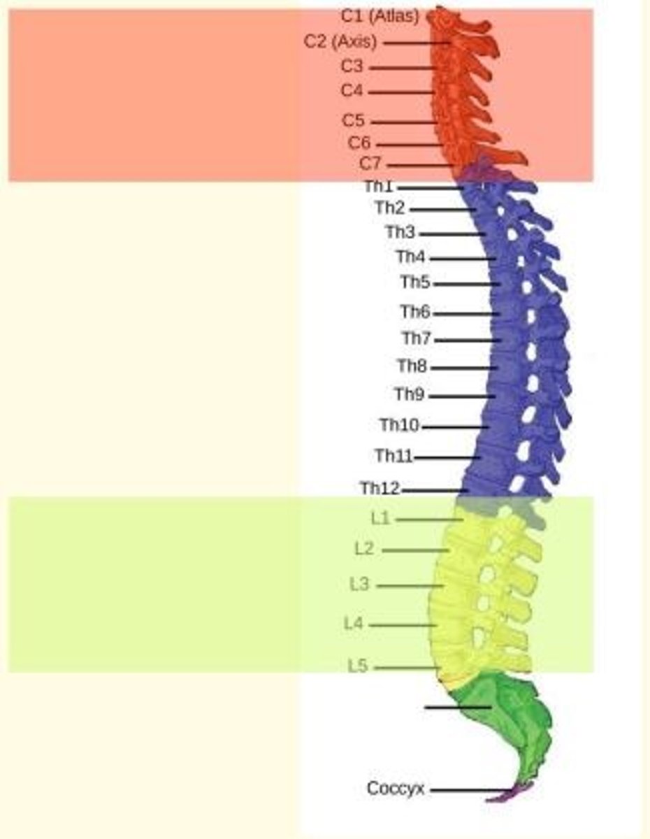 <p>C1-C7</p>