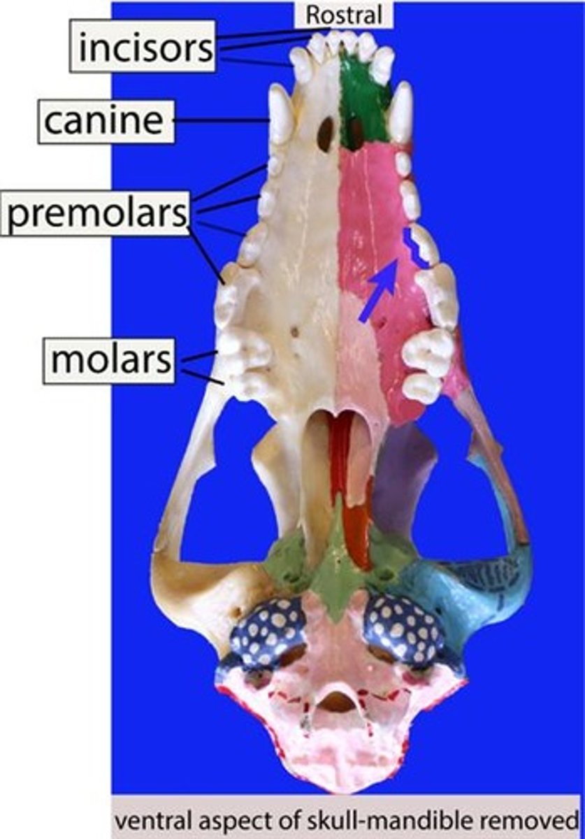 <p>The arrow is pointing to what tooth surface?</p>