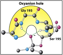 <p>Stabilizes the transition state via hydrogen bonding during the reaction</p>
