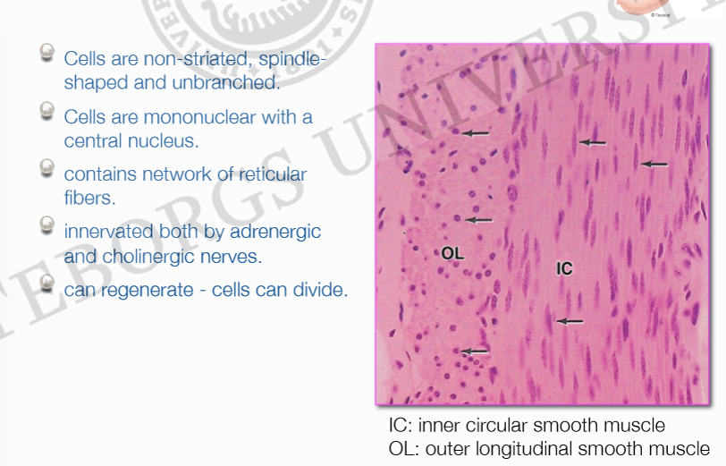 <ul><li><p>Cellerna är icke-strimmiga, spolformade och ogrenade.  </p></li><li><p>Cellerna är mononukleära med en central kärna.  </p></li><li><p>Kan regenerera – cellerna kan dela sig.</p></li></ul><p></p>