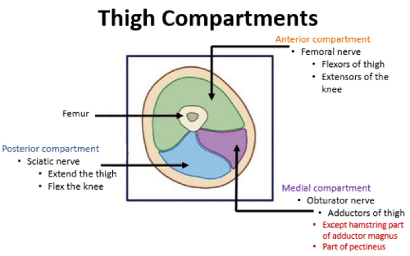 <p>1. anterior compartment</p><p>2. medial compartment</p><p>3. posterior compartment</p>