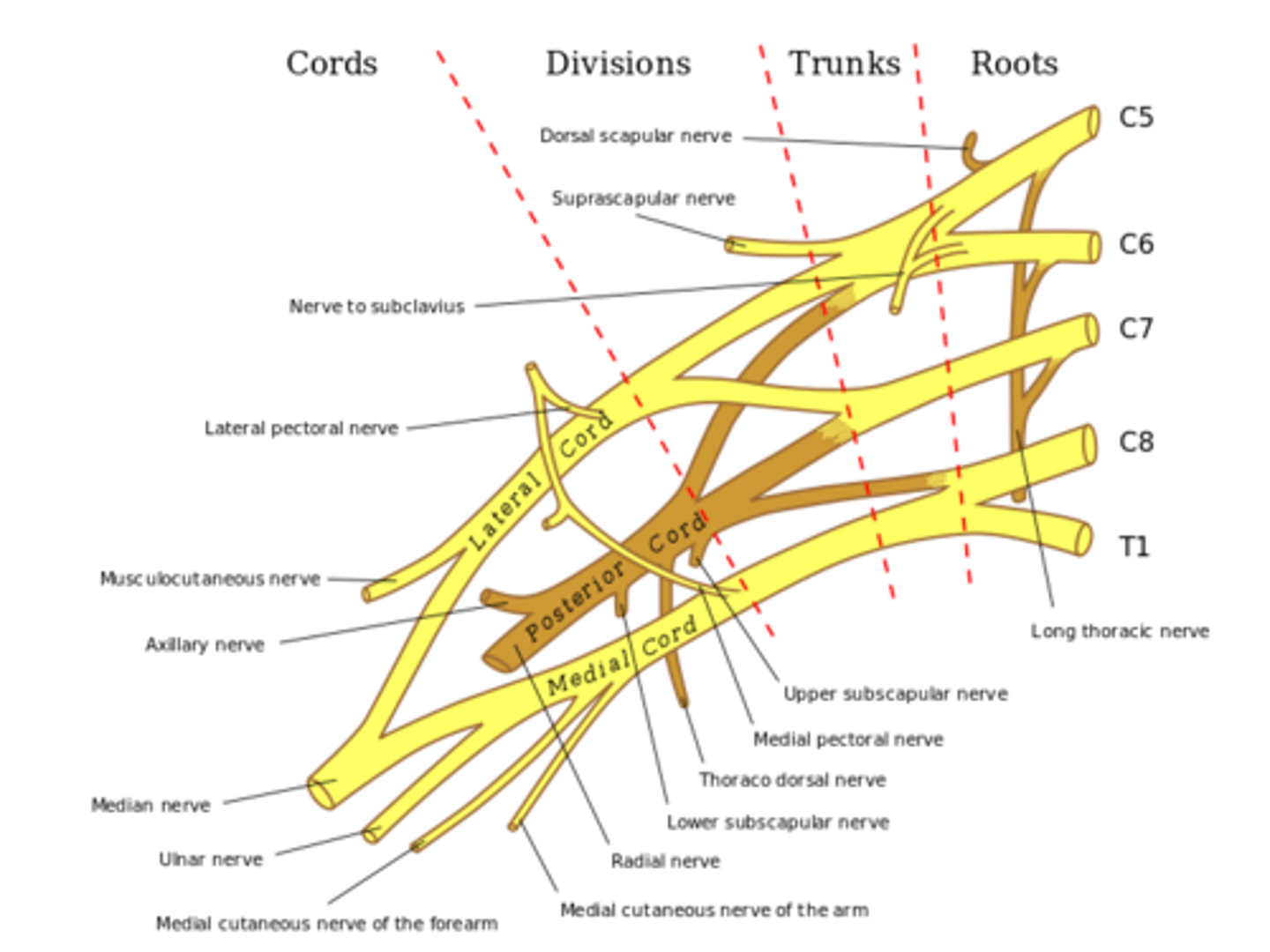 <p>Made up of nerves from C5-T1. Takes care of all muscles in upper extremity</p>