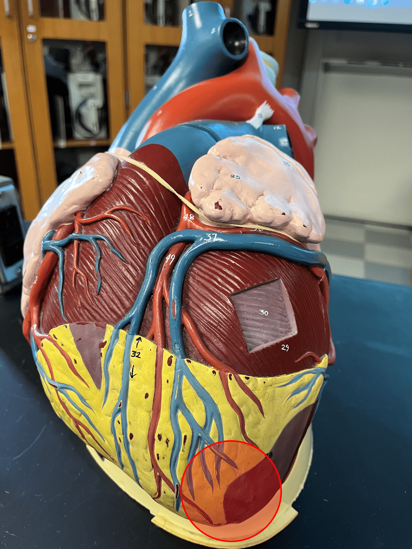 • The slightly pointed end of the heart.

• Located left of the medial line.