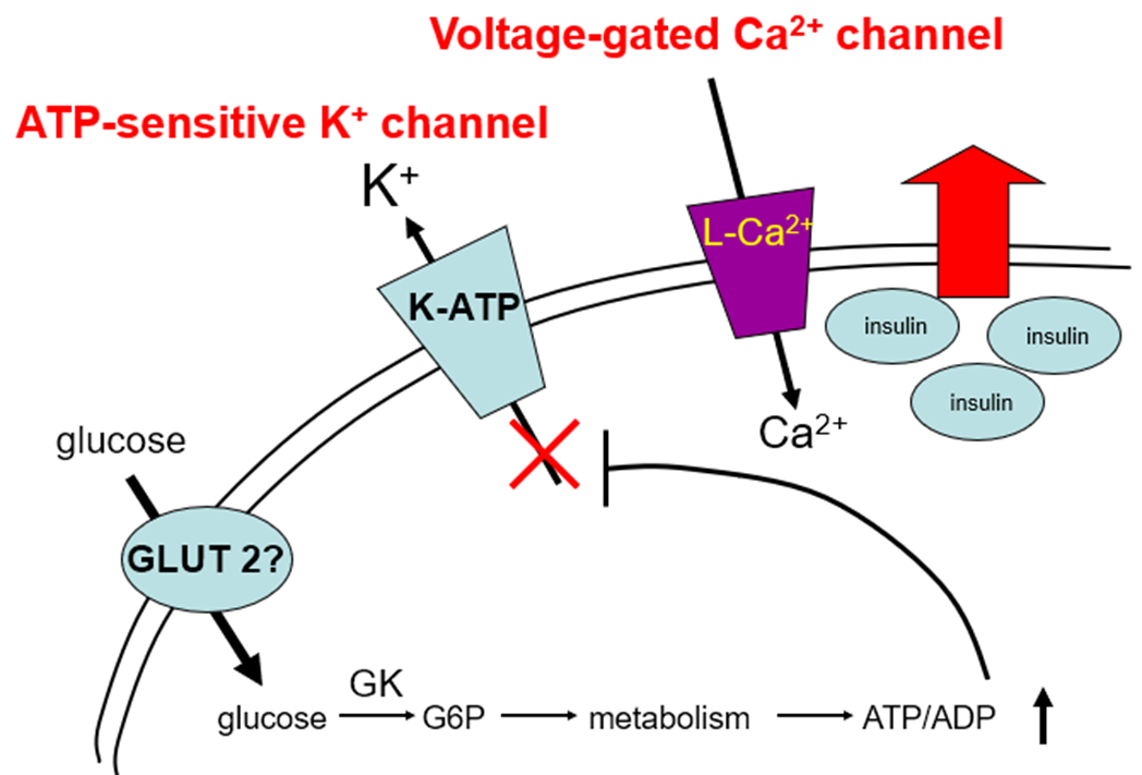 beta cell
GK=glucokinase/hexokinase IV