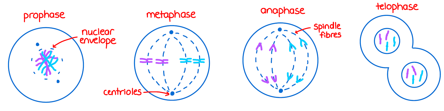 <ul><li><p>the cellular process where a single cell divides resulting in two identical cells</p><ol><li><p>prophase - the nuclear membrane breaks down, <strong>chromatin </strong>condenses into an x-shaped structure</p></li><li><p>metaphase - the <strong>chromosomes </strong>are aligned in the center of the dividing cell</p></li><li><p>anaphase - the daughter chromosomes separate and move to opposite poles</p></li><li><p>telophase - a nuclear membrane forms around each set of chromosomes</p></li></ol></li></ul><p></p>