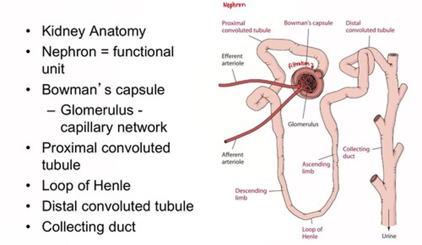 <p>Nephron is the functional unit, including Bowman's capsule and glomerulus.</p>