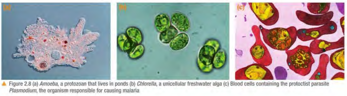 <ul><li><p>Eukaryotic</p></li><li><p>Most are <strong>single-celled</strong></p></li><li><p>Some look like animal cells, <strong>protozoa</strong></p></li><li><p>Others are more like plants - have <strong>chloroplasts </strong>so carry out PSN, e.g. <strong>algae</strong></p></li><li><p>Most algae are unicellular, but some are multicellular e.g. seaweed</p></li><li><p>Some protoctists are agents of disease, e.g. Plasmodium, causing malaria</p><p>e.g. <strong>Chlorella</strong> (plant cell-like), <strong>Amoeba</strong> (animal cell-like, lives in pond water)</p></li></ul>
