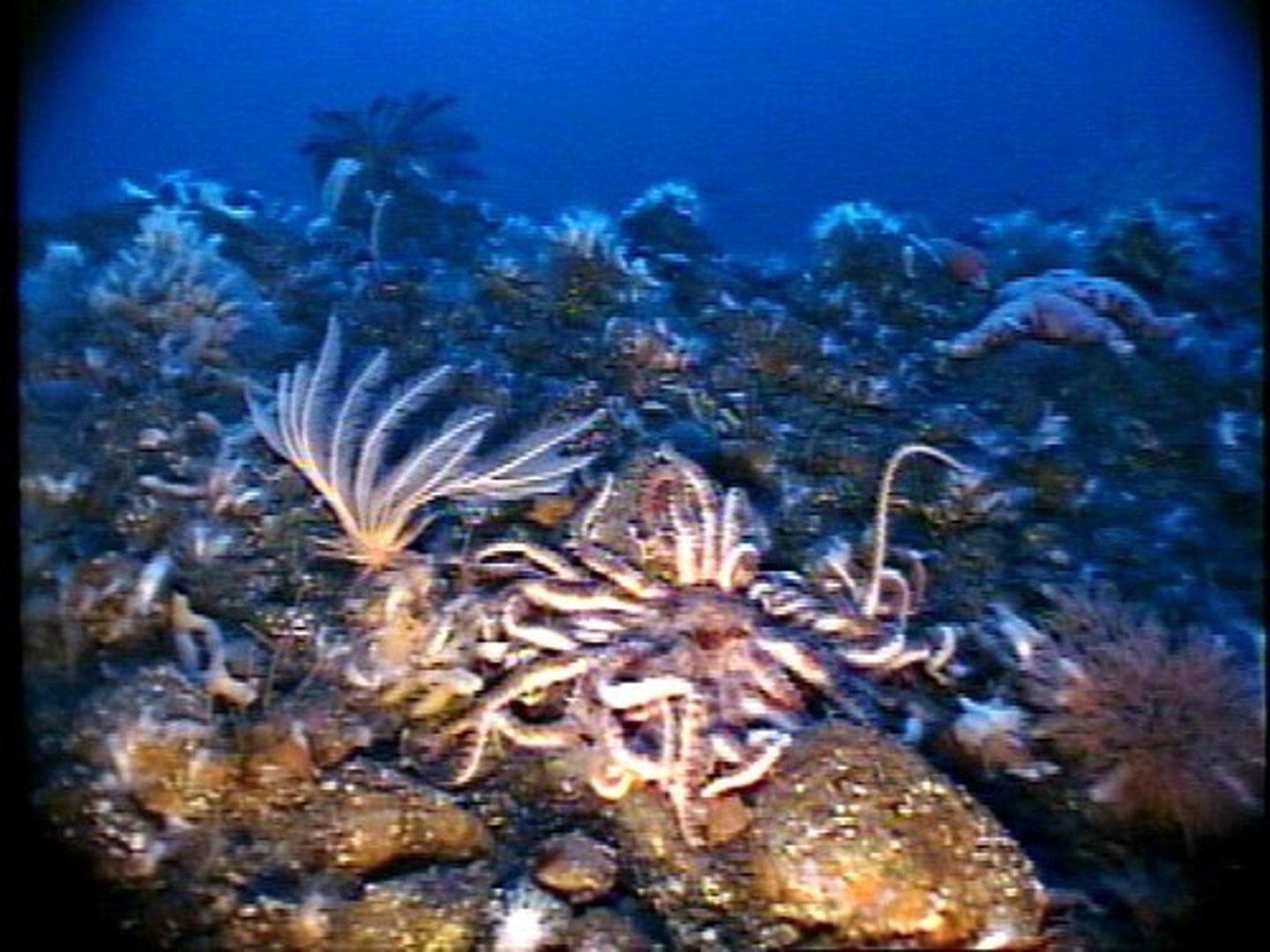 <p>organisms that live attached to or near the bottom of the ocean floor</p>