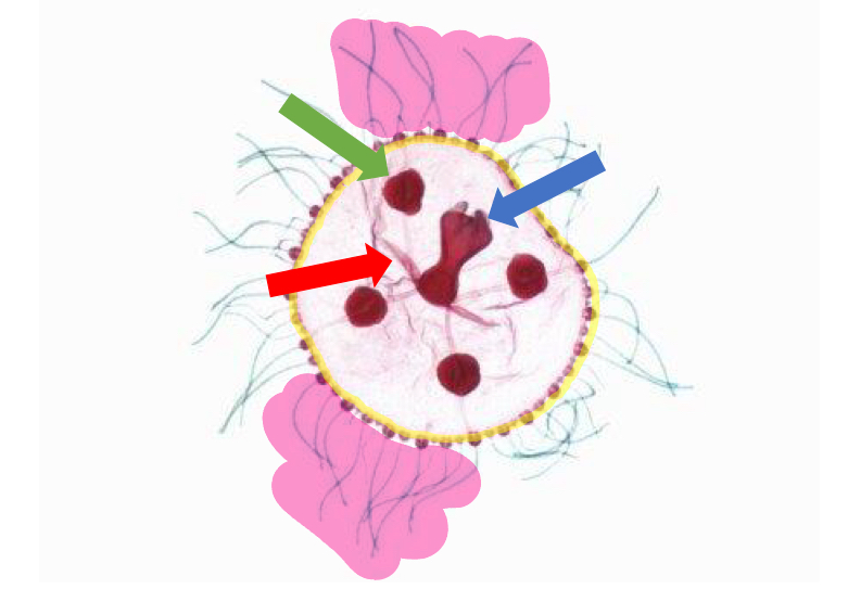<p>Identify the structure by the BLUE arrow</p>