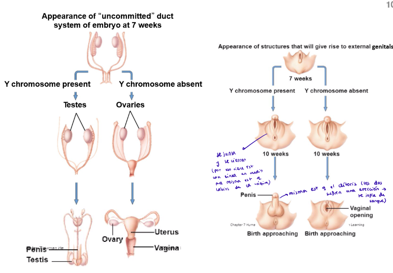<ul><li><p>Testosterona: promueve la supervivencia del conducto Wolffiano</p></li><li><p>Hormona Mülleriana Inhibidora (MIH): causa apoptosis en las células epiteliales del conducto Mülleriano (para que no se formen las trompas de Falopio). </p></li></ul><p></p>
