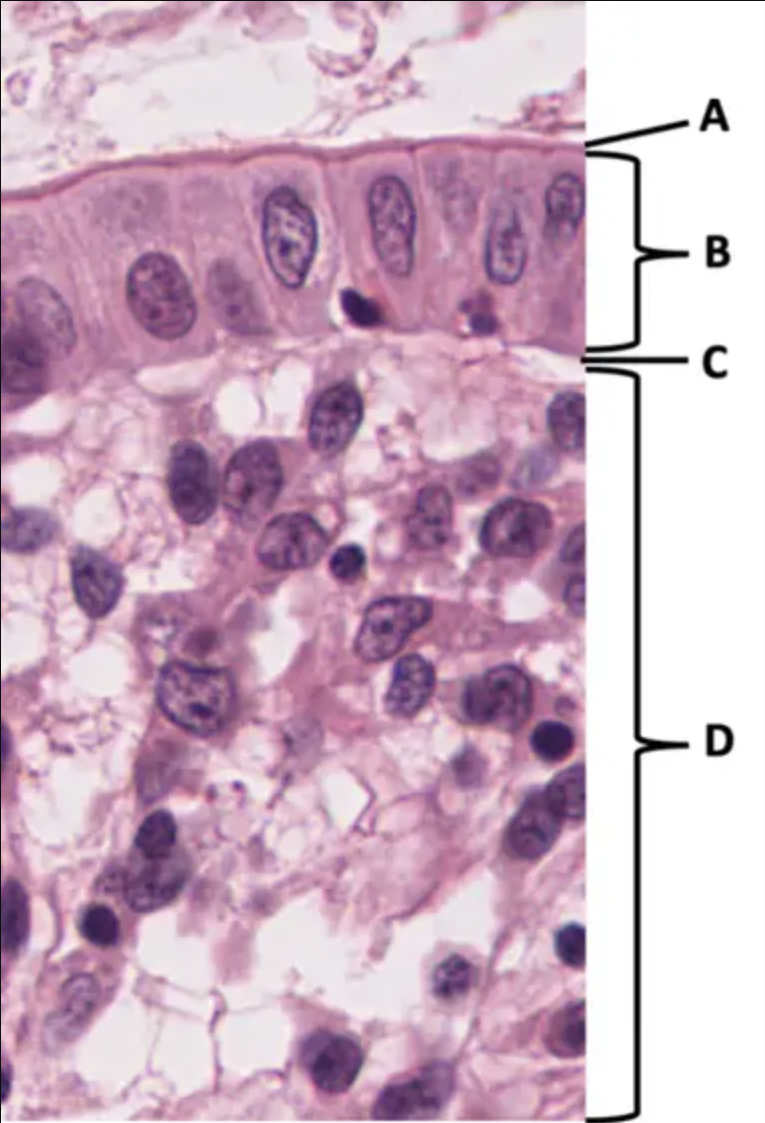 Name the tissue at D: