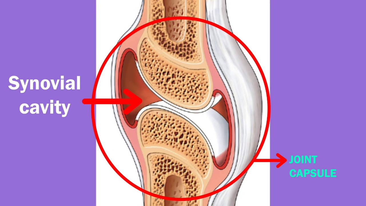 <p>Joint cavities that are enclosed within fibrous capsules that surround the movable joints of the body. </p><ul><li><p>Membranes lining these cavities secrete a lubricating fluid that reduce friction as the structures move across each other. </p></li></ul><p></p>