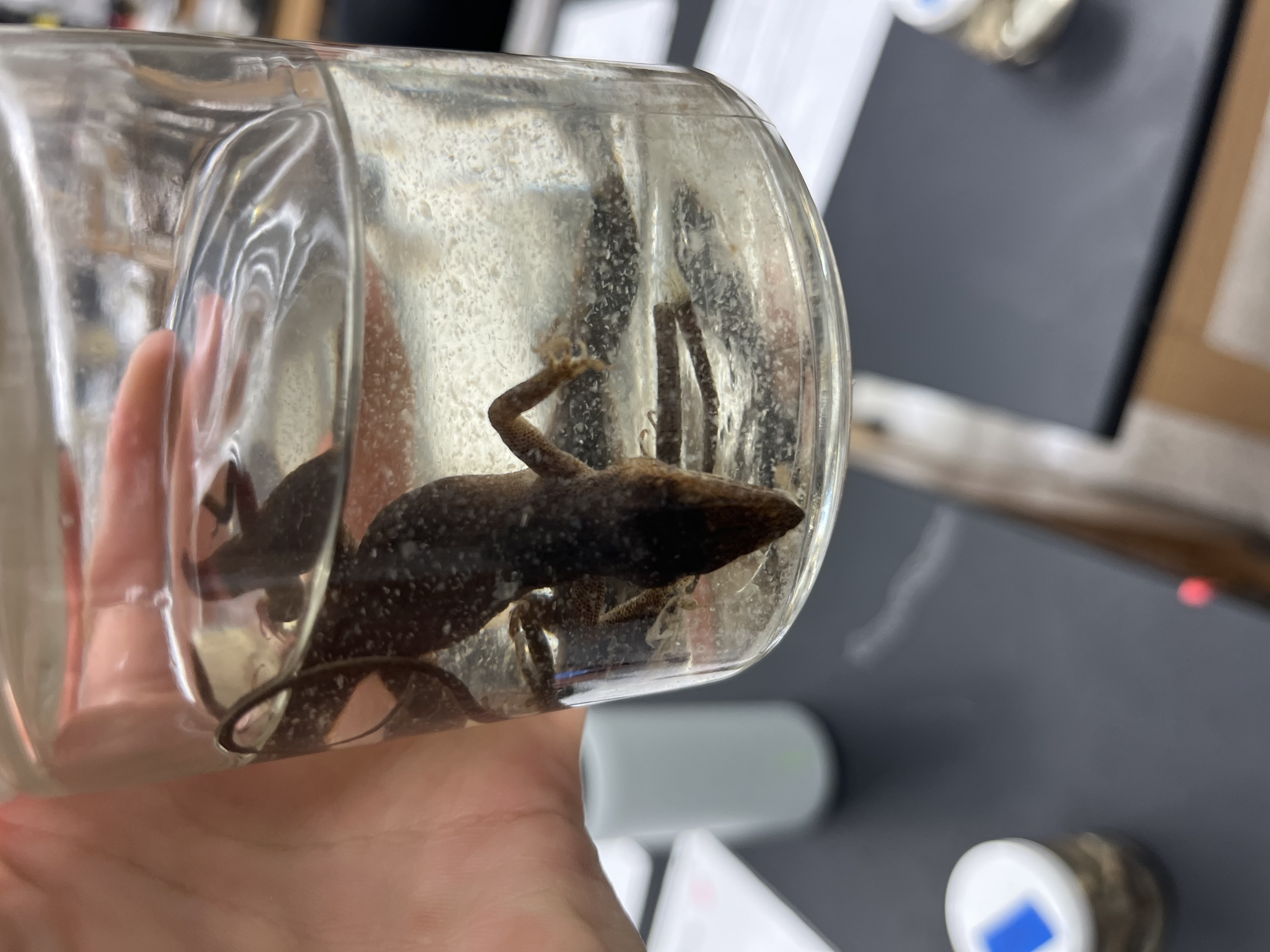 <ul><li><p>pointy head</p></li><li><p>toe pads</p></li><li><p>medium</p></li><li><p>spotted arms</p></li><li><p>slender</p></li><li><p>spindly tail</p></li></ul><p></p>