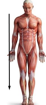 <p><span>below or lower than another part of the body</span></p>