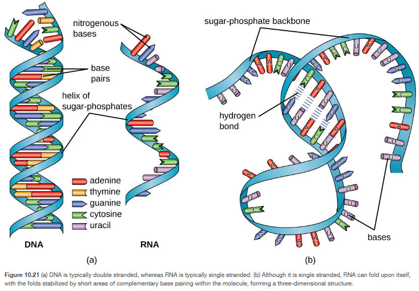<p>DNA and RNA </p>