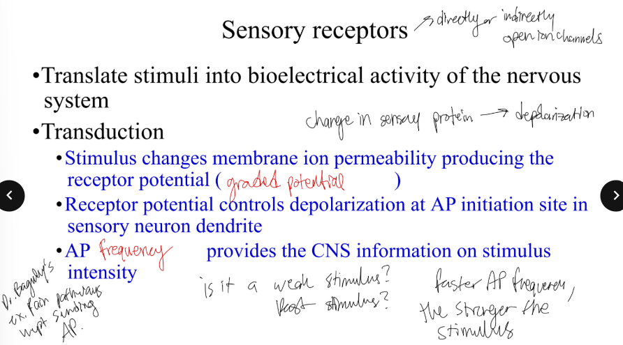 <p>Sensory receptors translate stimuli into electrical signals the nervous system understands.</p><p>That translation process is called</p>