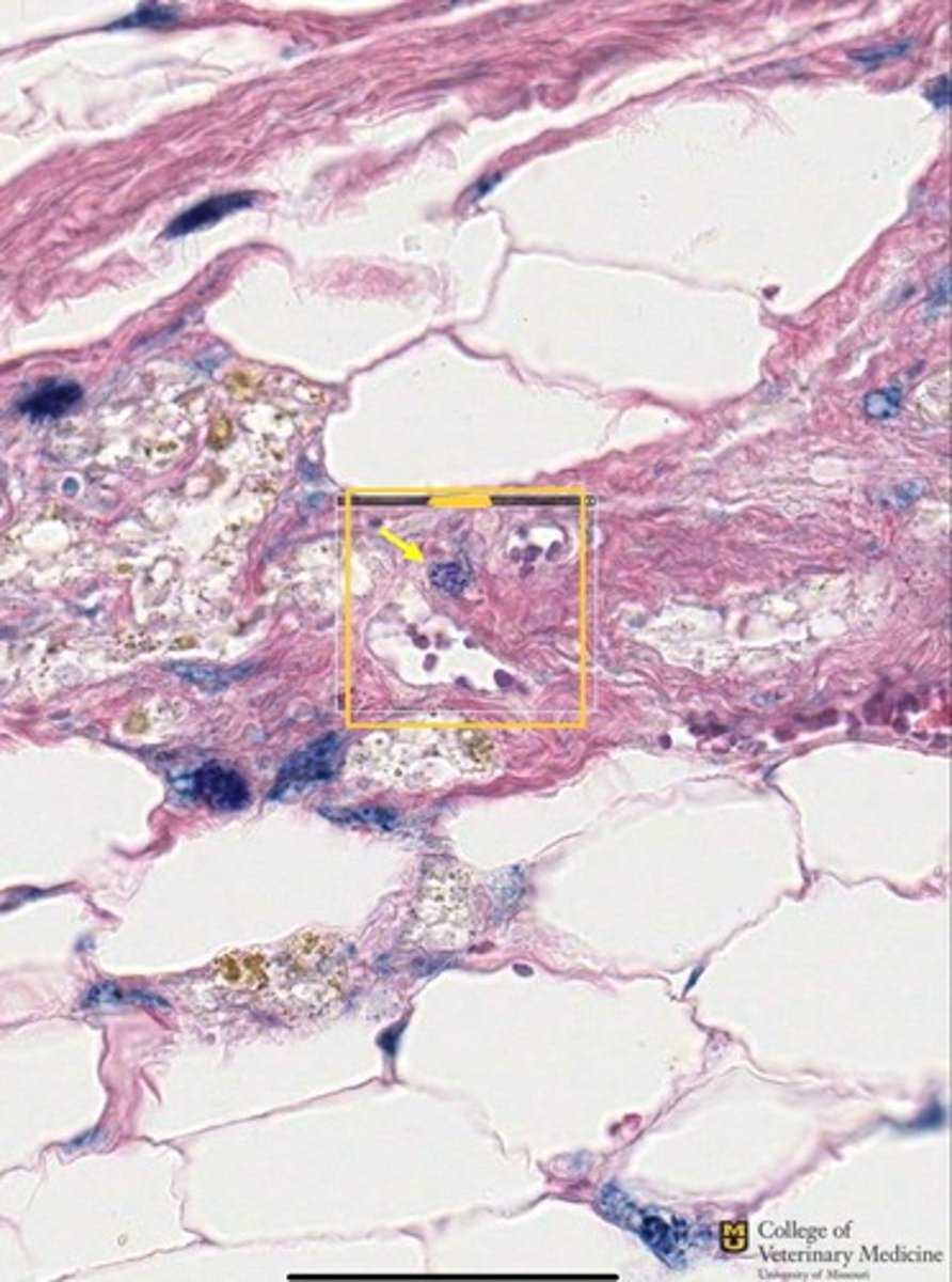 <p>What tissue type is depicted?</p><p>What cellular structure is shown in the box?</p>