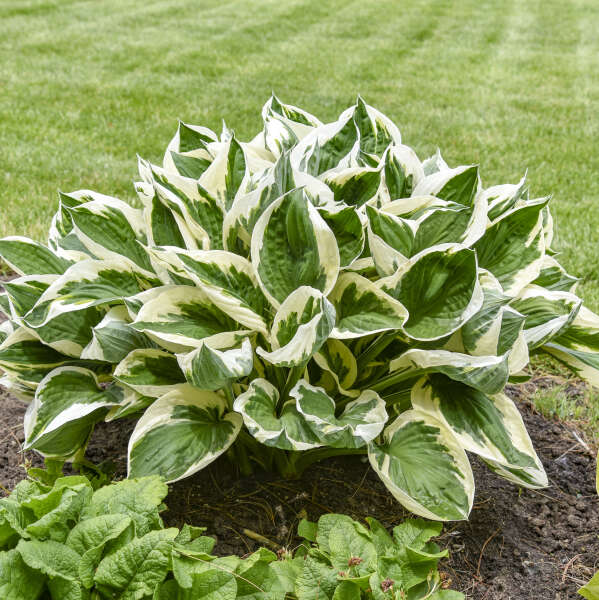<p>Plantain Lilly</p>