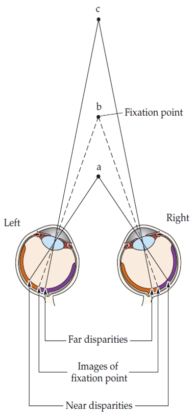 <p>Stereopsis</p><p></p>