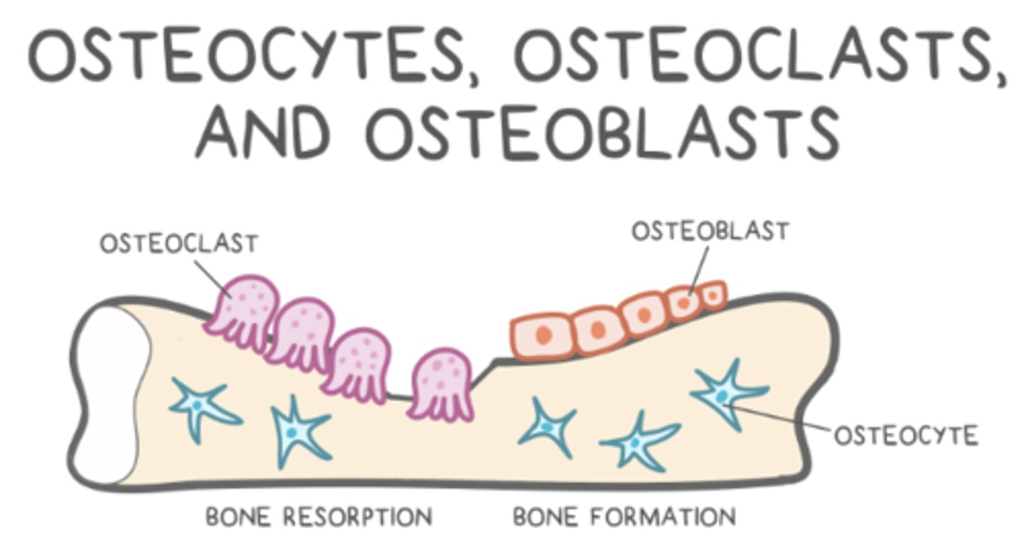 <p>osteocytes</p>