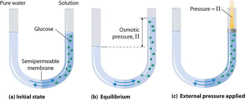 <p>Ability of osmosis to generate enough pressure to move a volume of water</p>