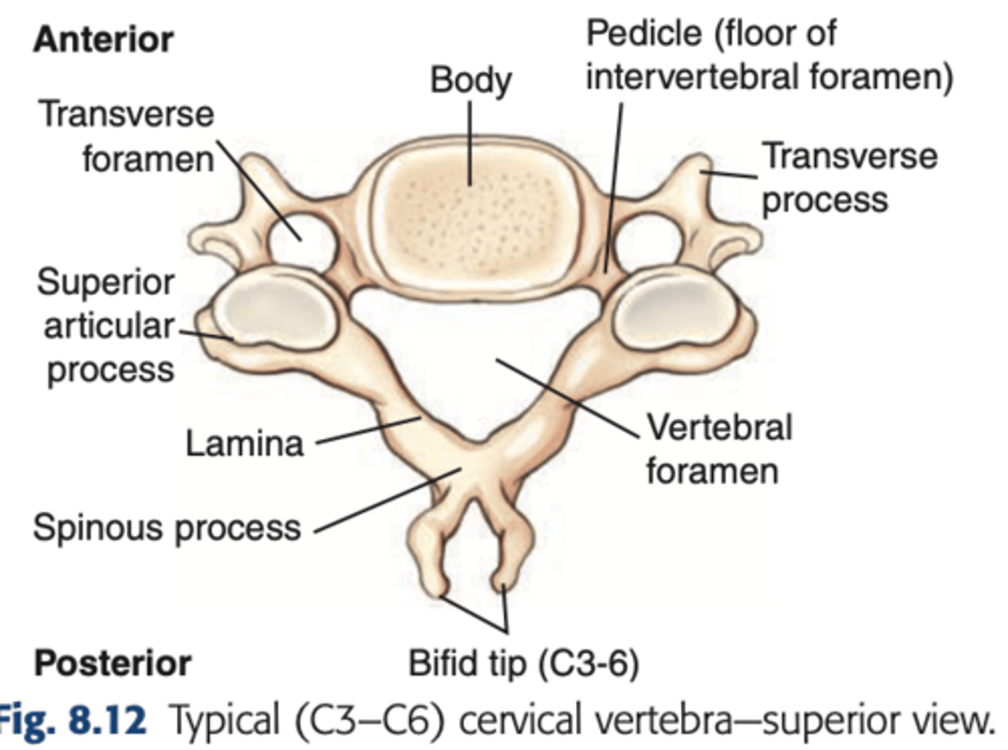 <p>Vertebral artery, veins, and certain nerves</p>