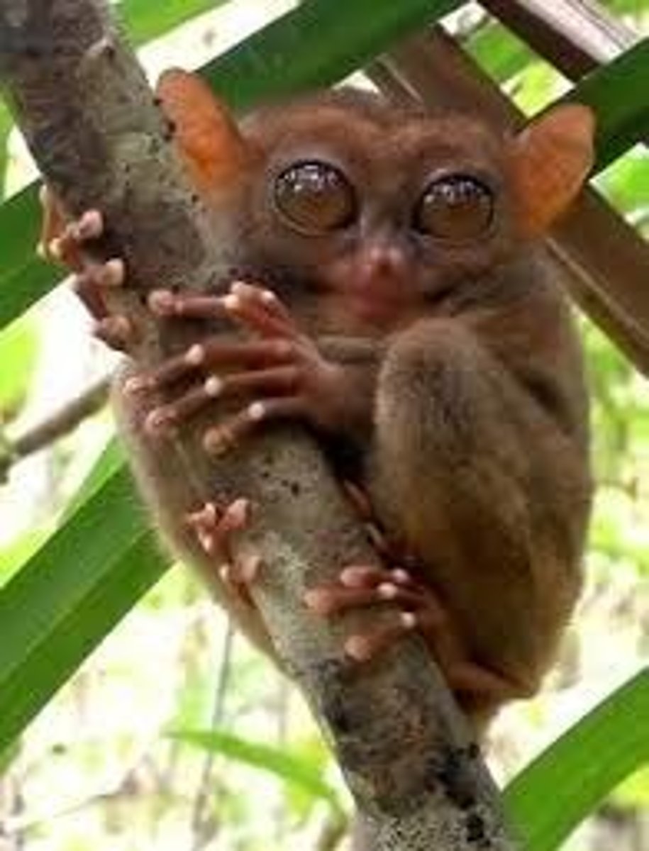 <p>• postorbital bar but no postorbital plate</p><p>• earliest primates</p><p>• high reliance on olfaction</p><p>• split upper lip</p><p>• dental comb</p><p>• unfused mandible</p><p>• use of scent marking</p><p>• dental formula: 2133/2133</p><p>• many nocturnal</p><p>• tapetum lucidum</p>