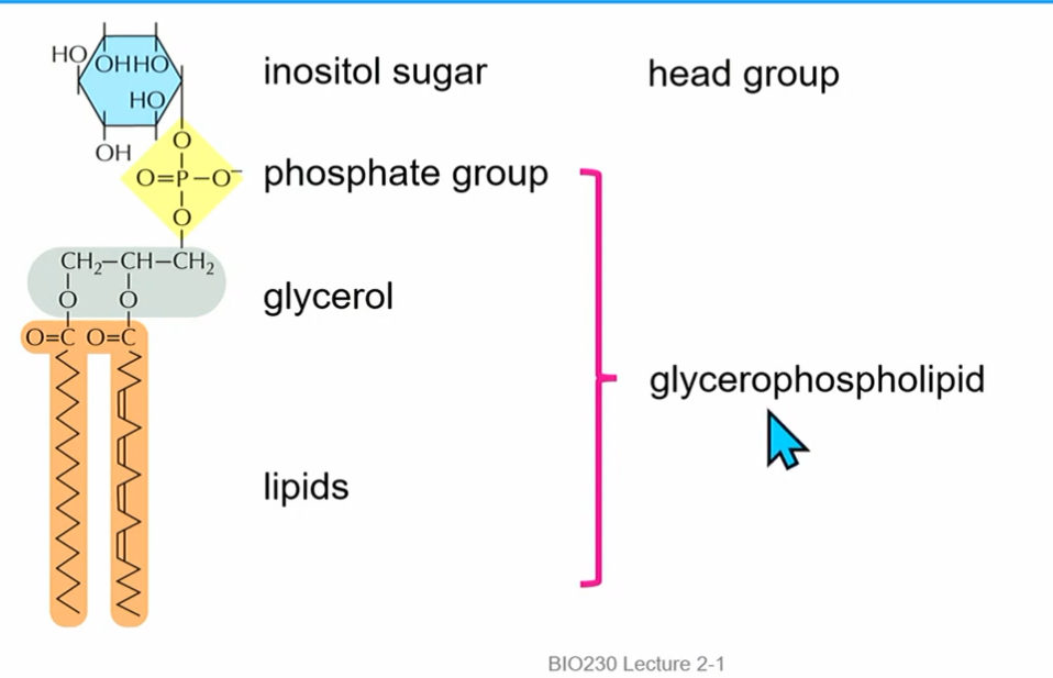 <ul><li><p>phospoinositides</p></li><li><p>part of machinery in membrane change #3</p></li><li><p>inosital sugar(**6Cs, phosphate attached to C1, count CCW; possible additional phosphorylation sites), structural phosphate (alw there), glycerol, phosphatidylinositol (PI)</p></li><li><p>2 phosphorylations on the inosital sugar at C3 and C4 : PI(3,4)P<span>₂</span></p></li><li><p><span>interconverted by kinases and phosphatases (not every kinase/phosphatase exists)</span></p></li><li><p><span>can use map</span></p></li><li><p><strong><span>different proteins bind to different PIPs which directs membrane trafficking</span></strong></p></li></ul><p></p>