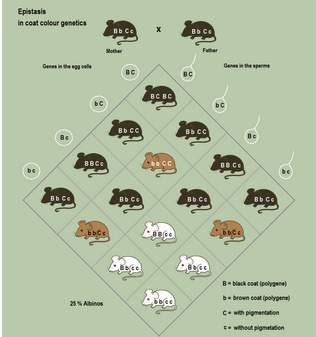 <p><span>Two “without pigmentation” alleles for the pigmentation gene in mice override coat color alleles in other genes.</span></p>