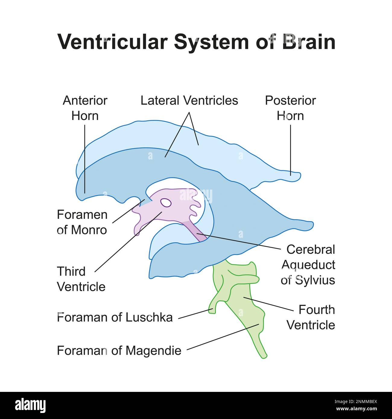 <p>formane = holes</p><p></p><p>Lushcka = lateral holes on frouth ventricle</p><p></p><p>Magendie = central tube of frouth ventricle</p>