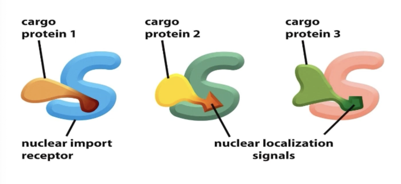 <p>Nuclear localization signal (NLS) within the cargo must be recognized by nuclear import receptors</p>